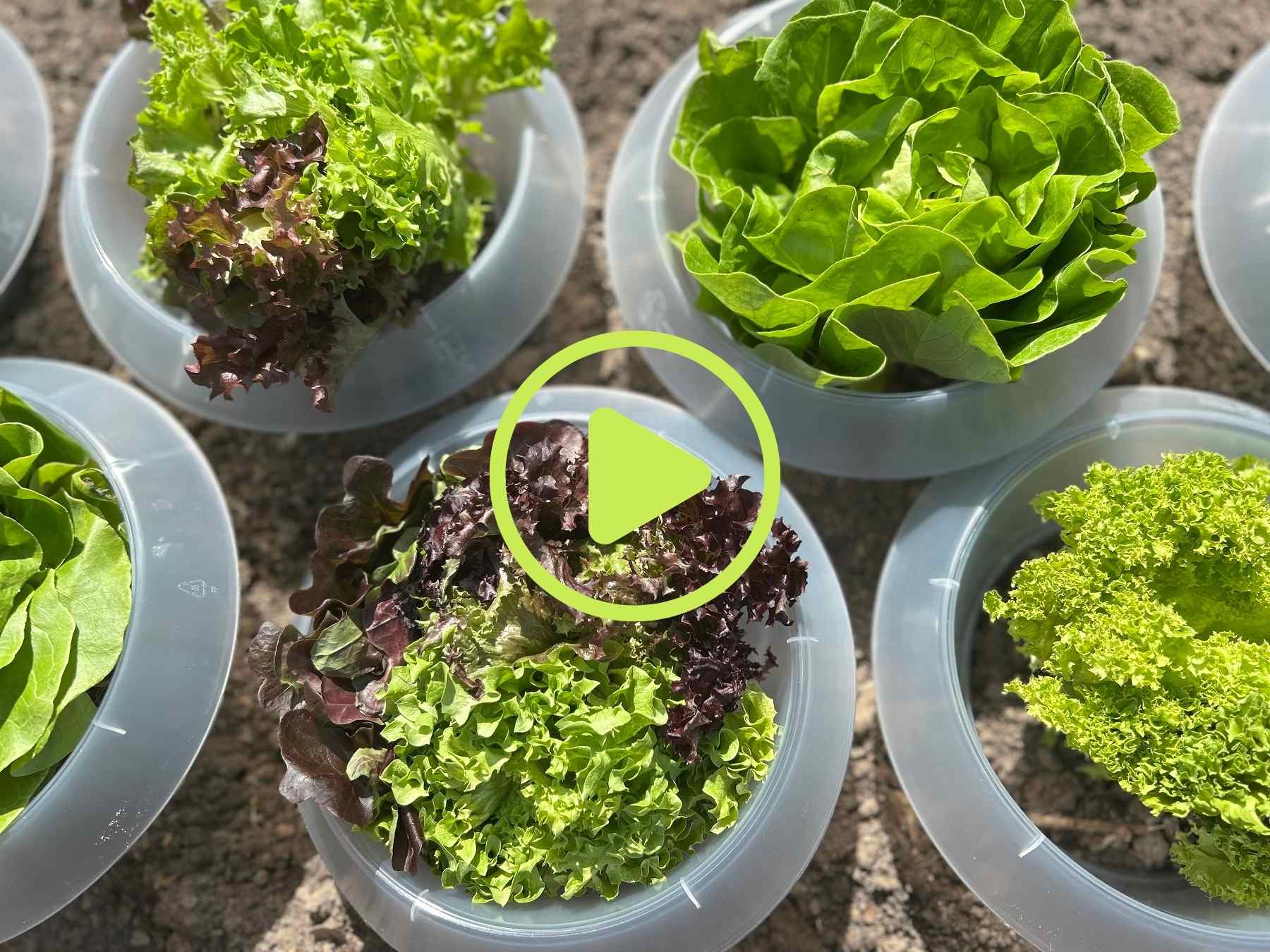 Verschiedene Salatsorten mit Schneckenkragen im Beet als natürlicher Schneckenschutz