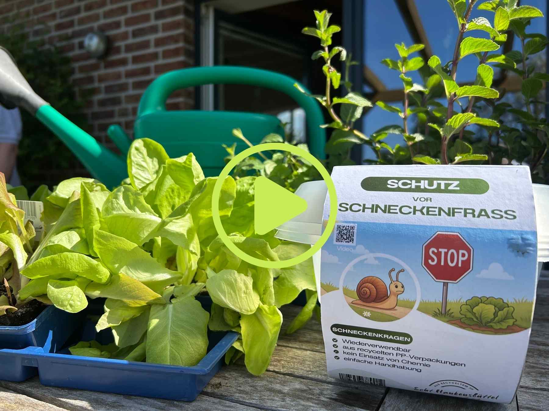 Verschiedene Salatsorten mit Schneckenkragen für Hochbeete als natürlicher Schneckenschutz